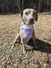 Zoey (Momma) - Photo 6