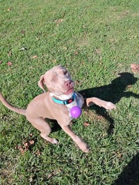 Zoey (Momma) - Photo 5