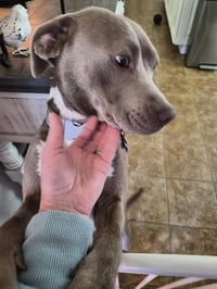 Zoey (Momma) - Photo 15