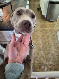 Zoey (Momma) - Photo 14