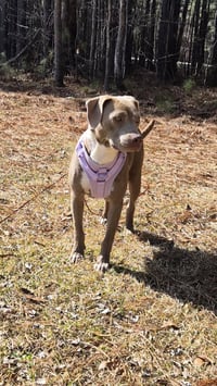 Zoey (Momma) - Photo 2