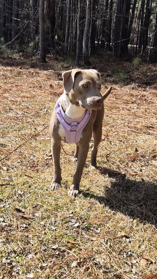 ZOEY (MOMMA) - Labrador Retriever / Pit Bull Terrier available for adoption