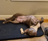 Zoey (Momma) - Photo 10