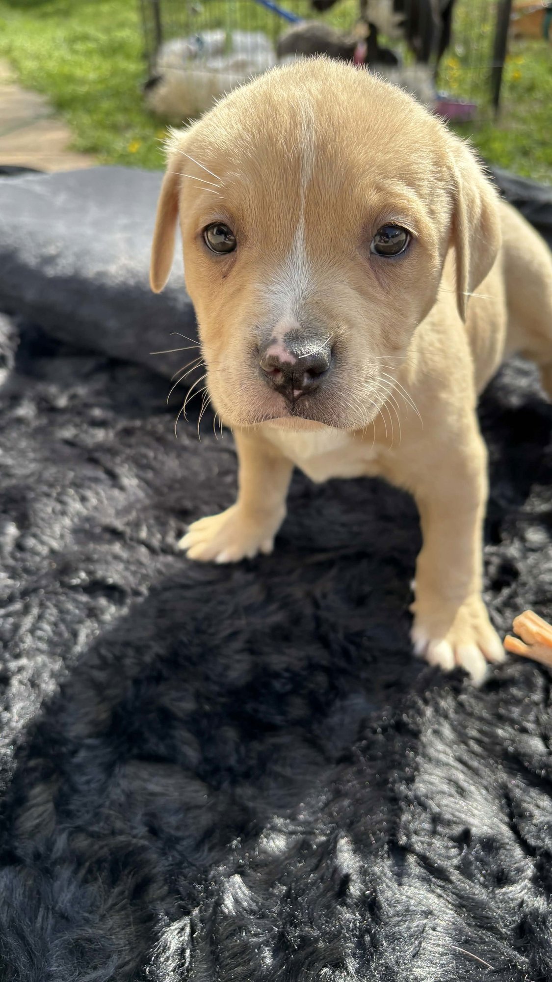 SANDLEWOOD (BLOSSOM LITTER) - Labrador Retriever / American Pit Bull Terrier available for adoption