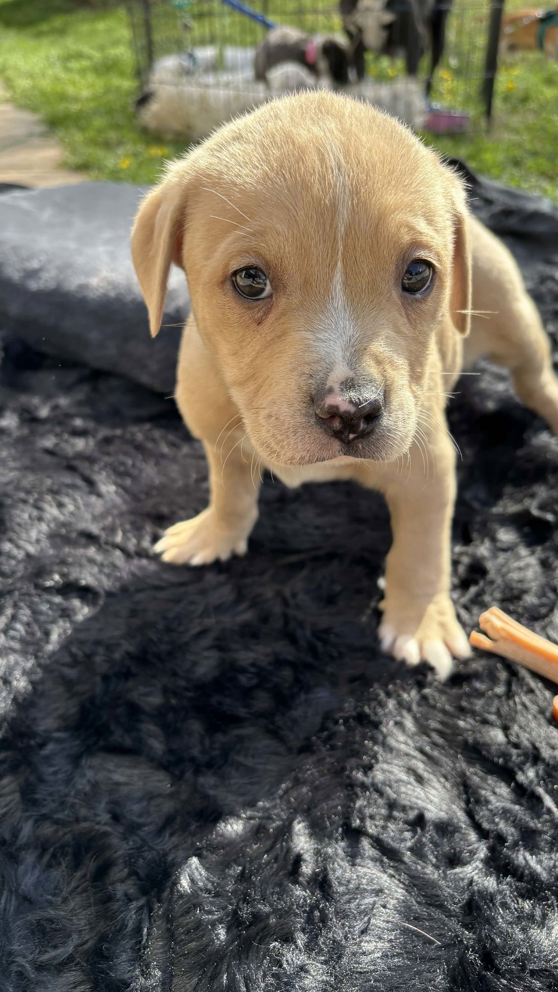 SANDLEWOOD (BLOSSOM LITTER) - Labrador Retriever / American Pit Bull Terrier available for adoption