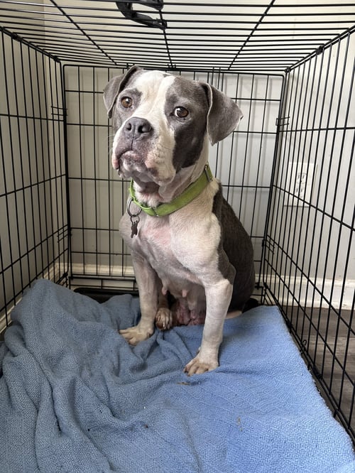 TRIXIE - CANDY LITTER MOM - American Staffordshire Terrier / Bull Terrier available for adoption