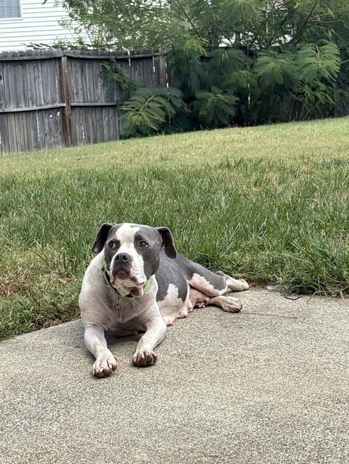 TRIXIE - CANDY LITTER MOM - American Staffordshire Terrier / Bull Terrier available for adoption