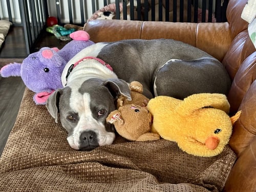 TRIXIE - CANDY LITTER MOM - American Staffordshire Terrier / Bull Terrier available for adoption