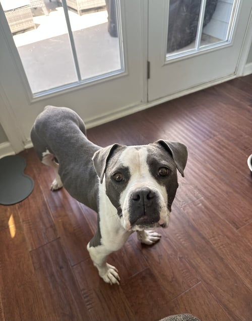 TRIXIE - CANDY LITTER MOM - American Staffordshire Terrier / Bull Terrier available for adoption