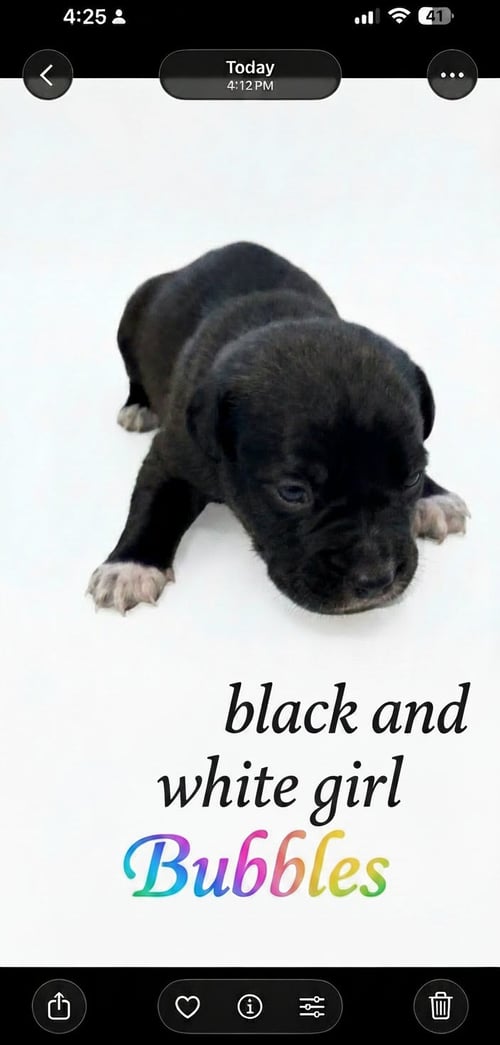 BUBBLES - NEMO LITTER - American Staffordshire Terrier available for adoption
