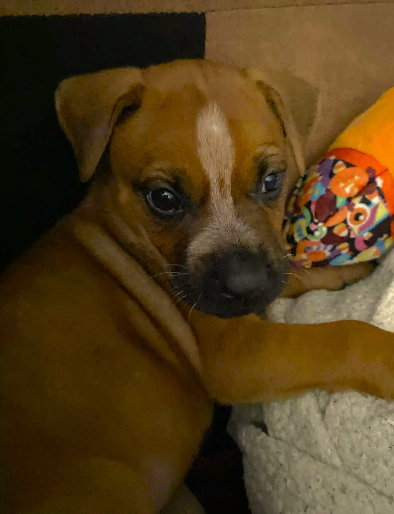 MILLER - BEER LITTER - Shepherd / Hound available for adoption