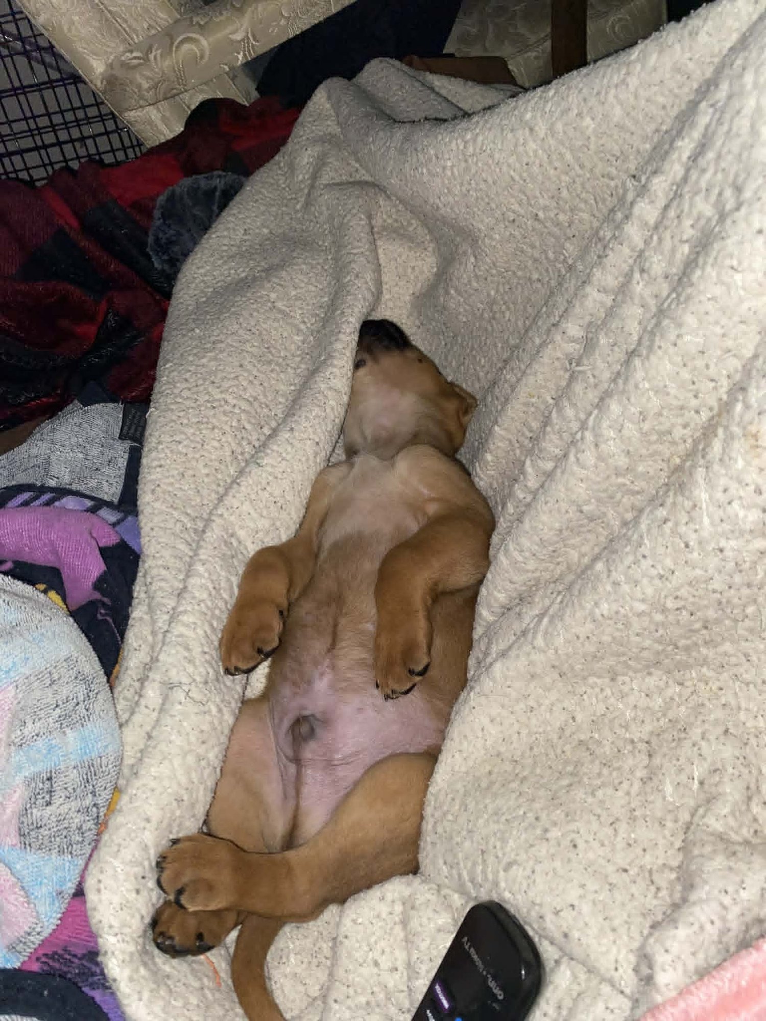 MILLER - BEER LITTER - Shepherd / Hound available for adoption