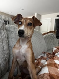 Penny - (P litter) - Photo 2