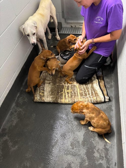 PENNY - (P LITTER) - Hound / Great Pyrenees available for adoption
