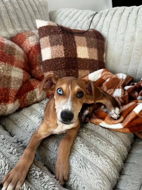 PENNY - (P LITTER) - Hound / Great Pyrenees available for adoption