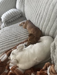Penny - (P litter) - Photo 3