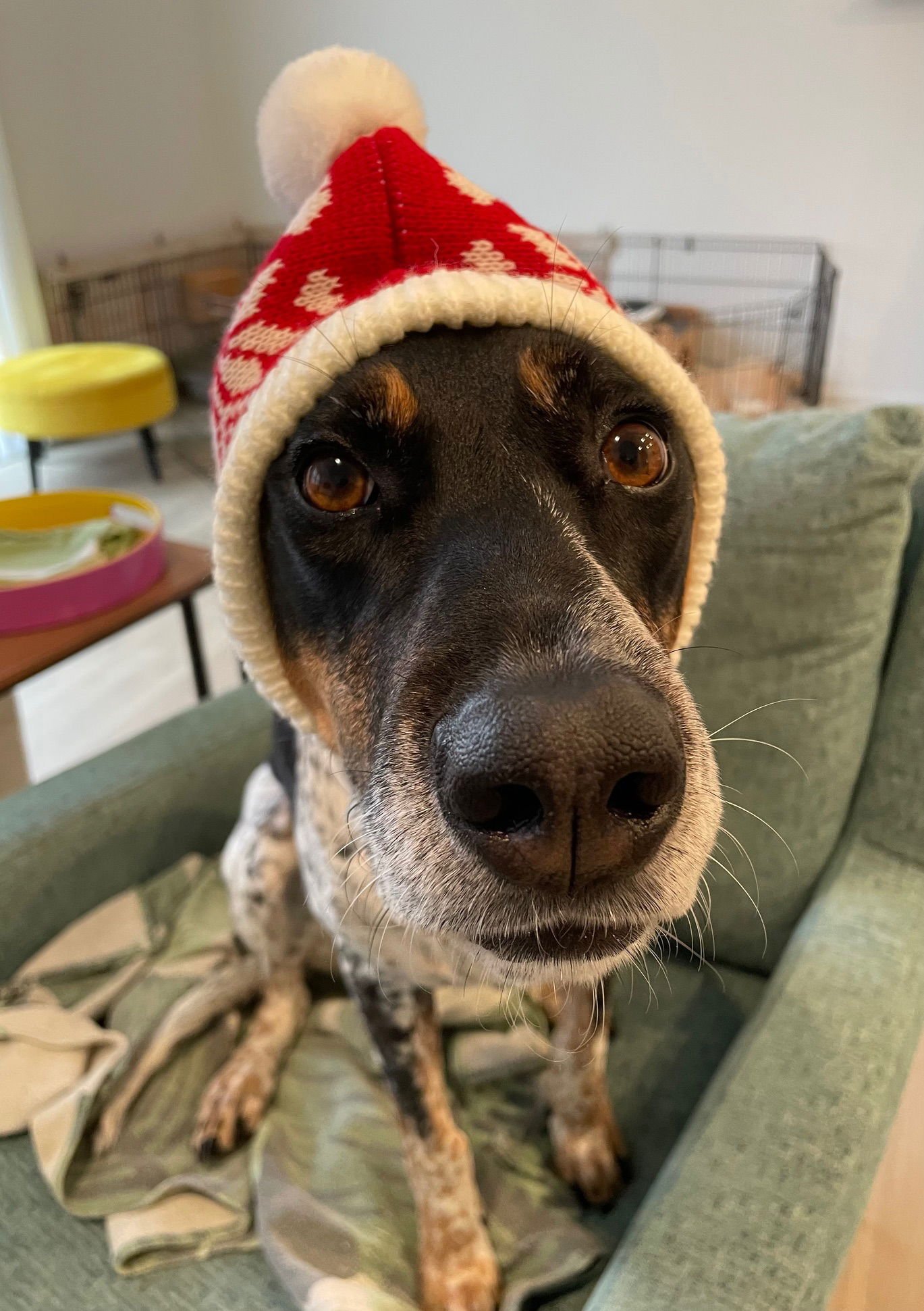 MYLA (COURTESY) - Bluetick Coonhound available for adoption