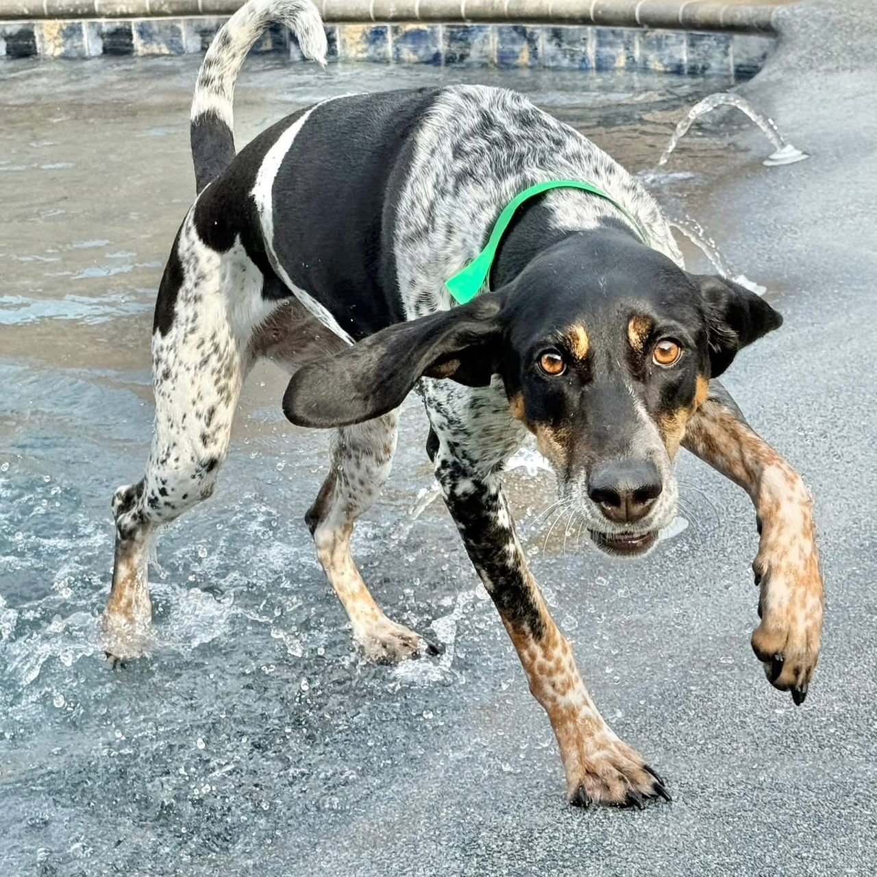MYLA (COURTESY) - Bluetick Coonhound available for adoption