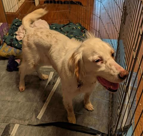 ROSIE - Spaniel available for adoption