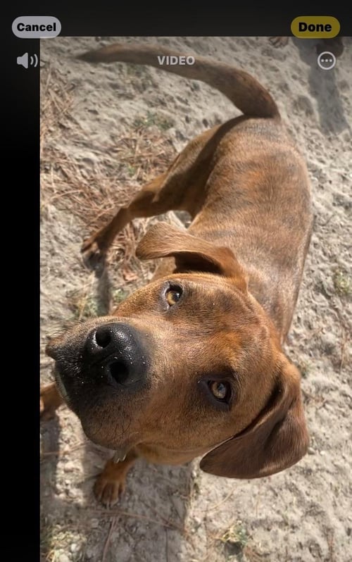 TOMMY - Hound available for adoption