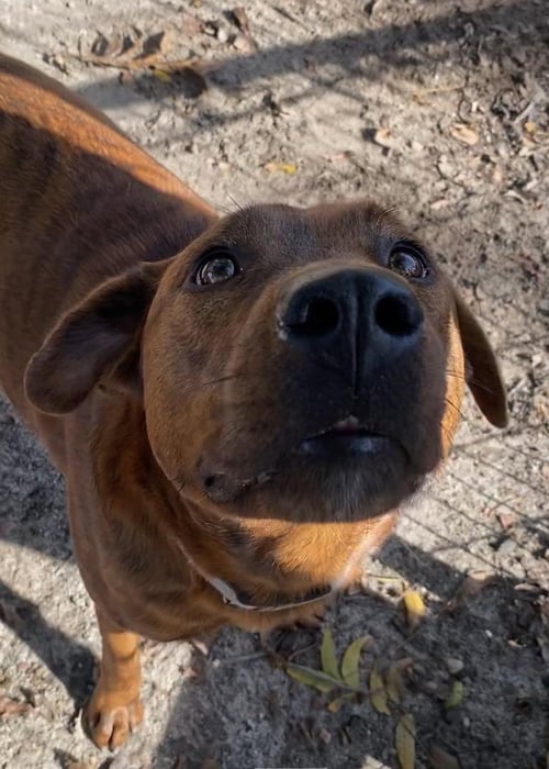 TOMMY - Hound available for adoption