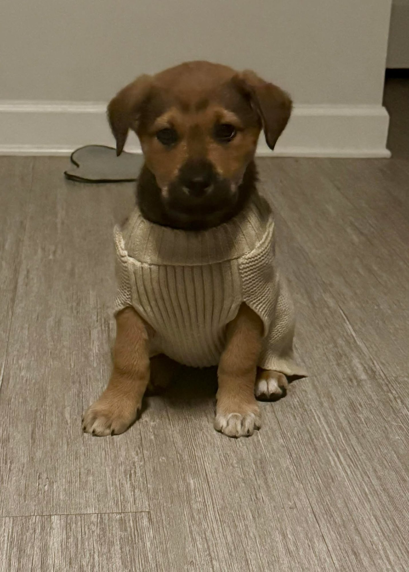 DIERKS-NICK OF TIME LITTER - Australian Shepherd / Shepherd available for adoption