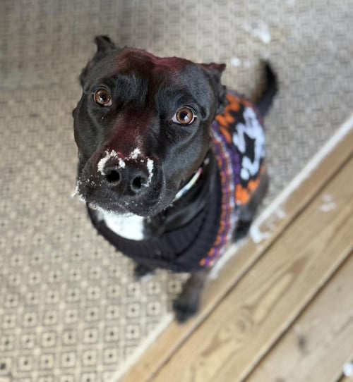 DARLA - Shepherd / Labrador Retriever available for adoption