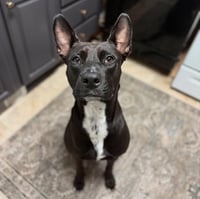 Darla - Photo 13