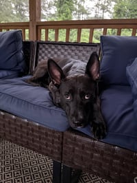 Darla - Photo 8