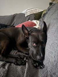 Darla - Photo 14