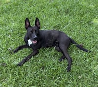 Darla - Photo 5