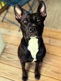 Darla - Photo 6