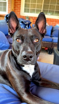 Darla - Photo 1
