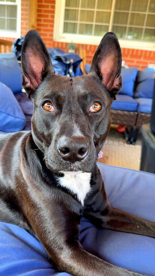 DARLA - Shepherd / Labrador Retriever available for adoption