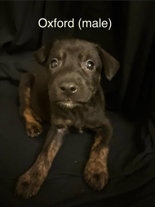 OXFORD - THE CAMPUS CREW LITTER - Labrador Retriever available for adoption