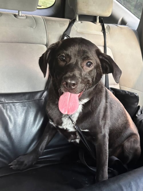 PINKIE - Hound / Retriever available for adoption