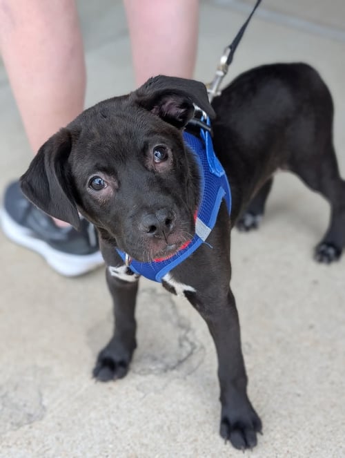 PINKIE - Hound / Retriever available for adoption