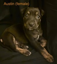 Austin - The Campus Crew Litter - Photo 1