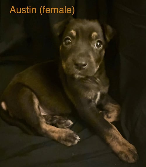 AUSTIN - THE CAMPUS CREW LITTER - Labrador Retriever available for adoption