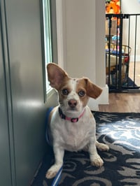 Prince Piggles - Photo 1