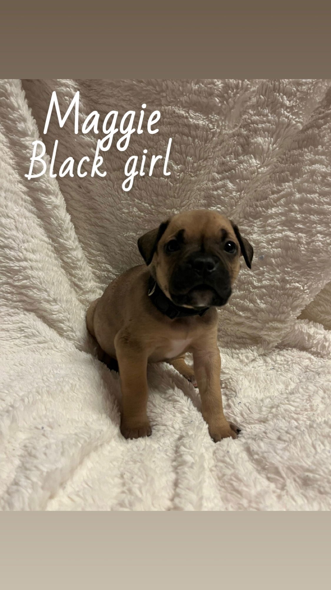 MAGNOLIA - THE LOYAL-TREE LITTER - Boxer / Terrier available for adoption