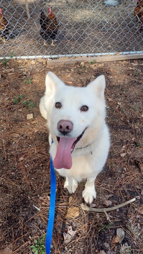 TATUM - Husky available for adoption