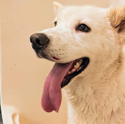 TATUM - Husky available for adoption