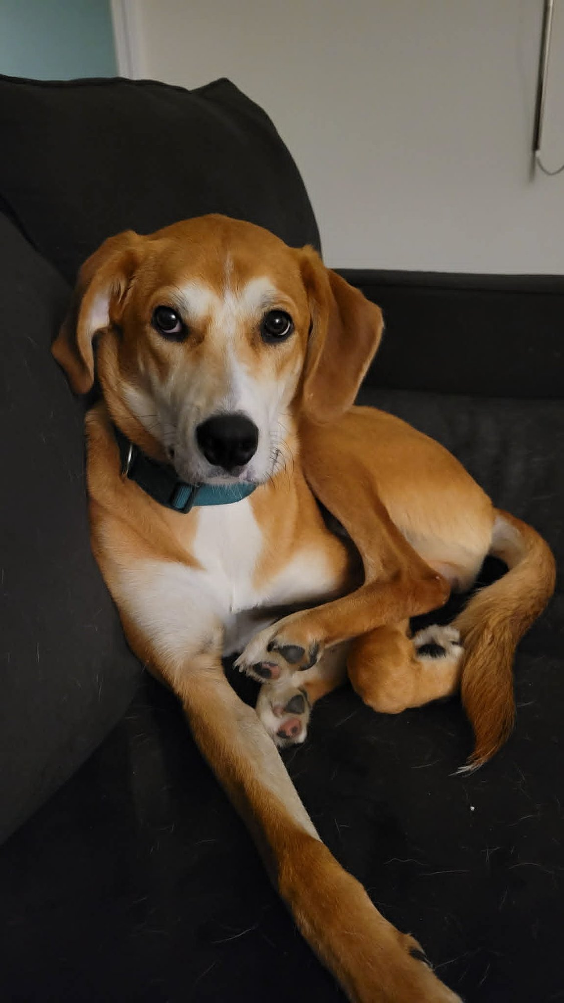 TUCKER - Hound / Retriever available for adoption