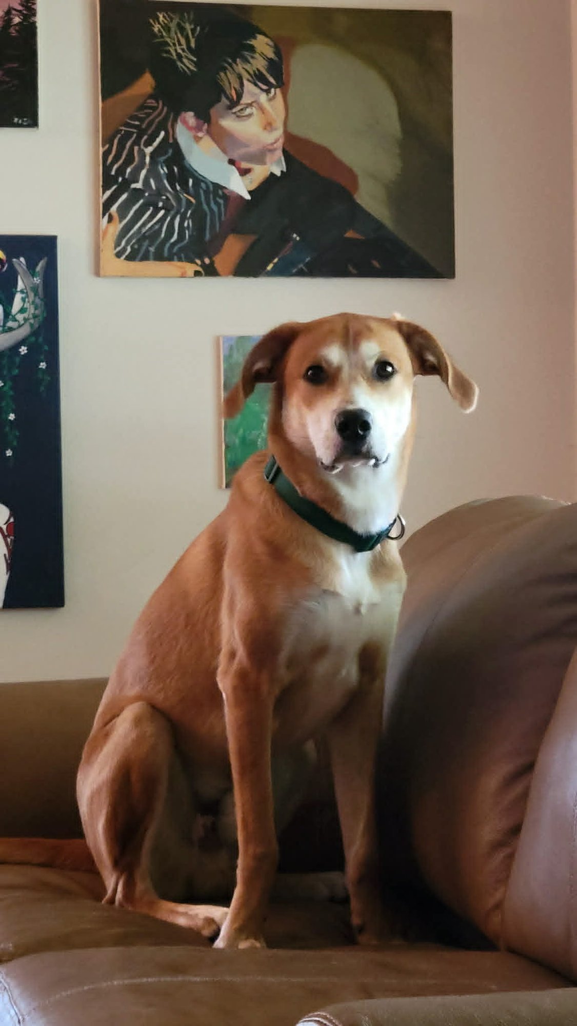 TUCKER - Hound / Retriever available for adoption