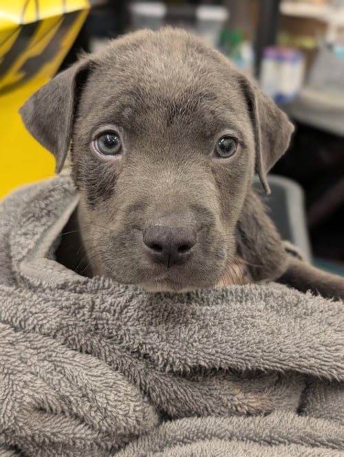 KIT KAT - Terrier / American Staffordshire Terrier available for adoption