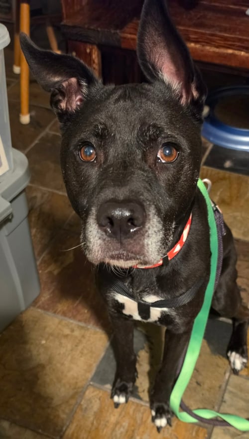 DARLING DOTTIE - Labrador Retriever / Terrier available for adoption