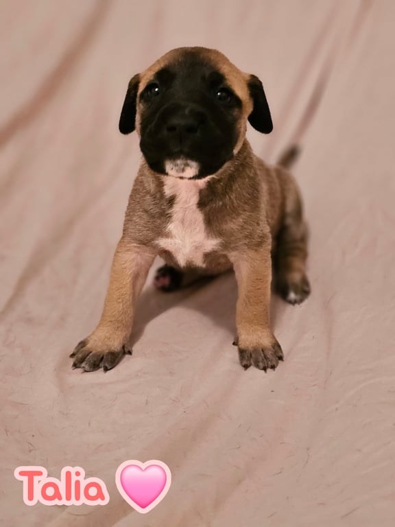 Talia - stormie litter Image