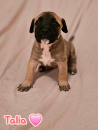 Talia - stormie litter - Photo 1
