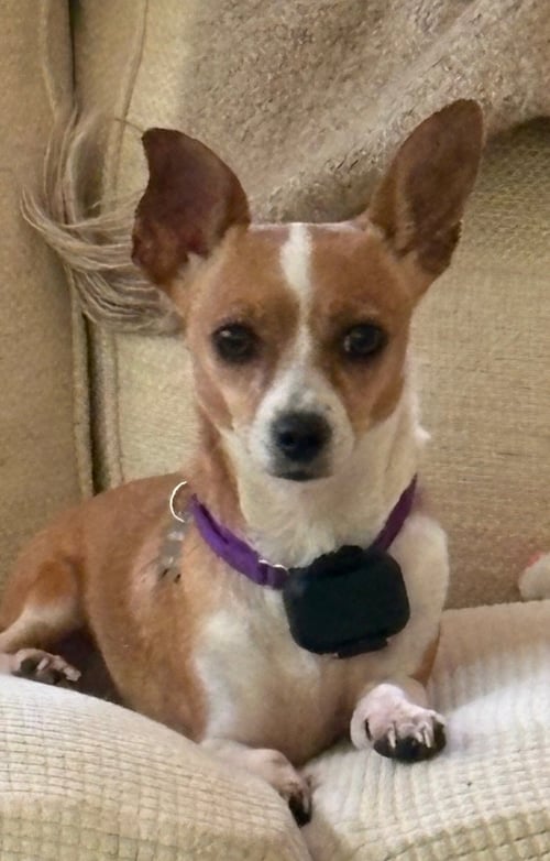DOLLY CHI - Chihuahua available for adoption